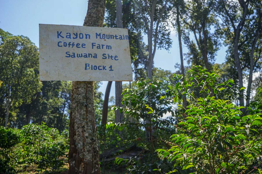 Entrance sign to Kayon Mountain Coffee Farm