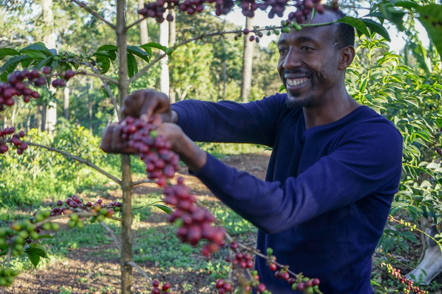 a picture of picking coffee on the Kayon Farm, Ethiopia 