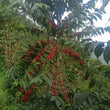 Load image into Gallery viewer, Espresso - Black Condor, Colombia - Caramel - Blackcurrant - Chocolate
