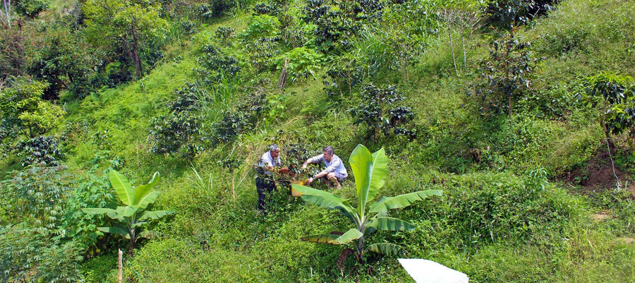 Espresso - La Familia, Colombia - Strawberry sherbet - White chocolate - Almonds
