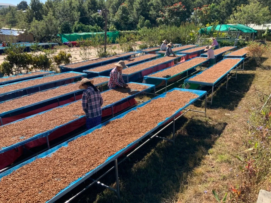 Filter - The Lady, Myanmar - Strawberries, Lemonade, Honey
