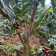 Load image into Gallery viewer, Filter - Finca Morales, Peru - Lychees - Blueberry - Jasmine