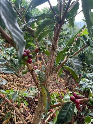 Filter - Finca Morales, Peru - Lychees - Blueberry - Jasmine