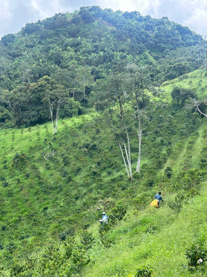 Espresso - Decaf, Black Condor, Colombia - Caramel - Berries - Vanilla