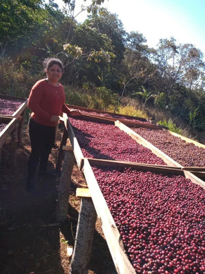 Filter - La Nueva Montana, Guatemala - Stewed Apple - Raspberry - Honey