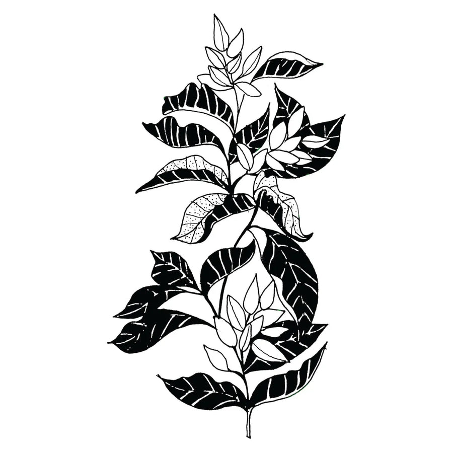 Filter / espresso - Laurina - Colombia - Watermelon, Honeysuckle, Maple Syrup