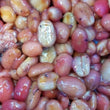 Load image into Gallery viewer, Filter - Finca Pacpa, Peru - Strawberry, Nectarine, Jasmine