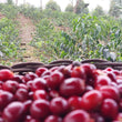 Load image into Gallery viewer, Filter - Finca Pacpa, Peru - Strawberry, Nectarine, Jasmine