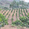 Filter - Finca Pacpa, Peru - Strawberry, Nectarine, Jasmine