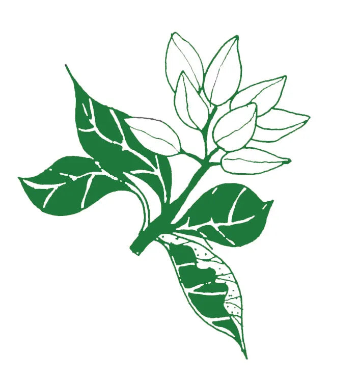 Filter / espresso - Laurina - Colombia - Watermelon, Honeysuckle, Maple Syrup